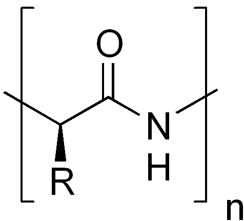 File:Protein repeating unit.png