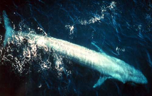 File:Bluewhale877.jpg