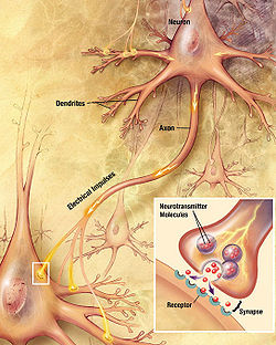 drawing showing a neuron with a fiber emanating from it labeled