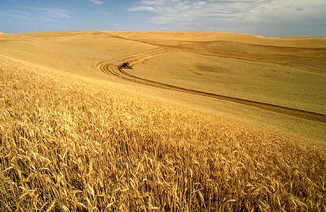 File:Wheat harvest.jpg