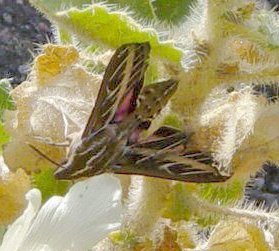 File:Sphinx moth on rock nettle at Mosaic Canyon.jpg