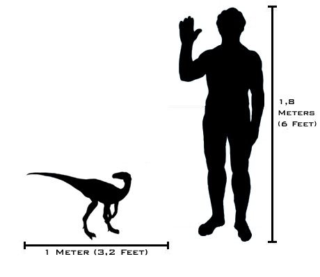 File:Human-eoraptor size comparison(v2).png