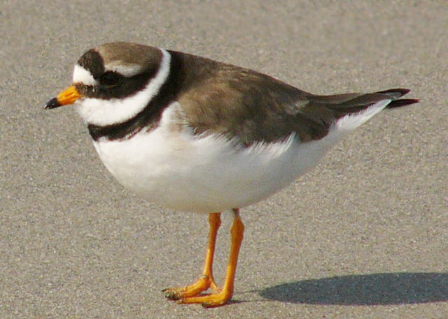 File:Charadrius hiaticula He.jpg