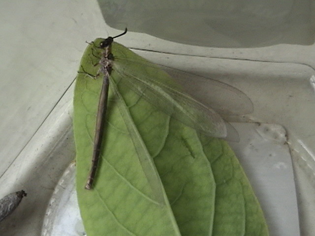 File:Adult antlion.JPG