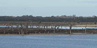 File:Murray berri.jpg