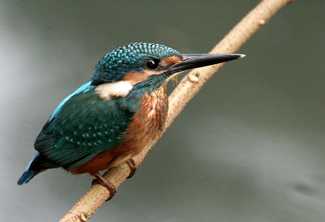 File:Common Kingfisher I Picture 115.jpg