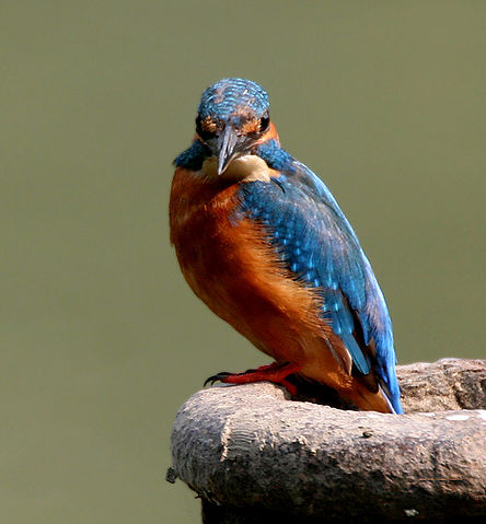 File:Common Kingfisher I MG 0348.jpg