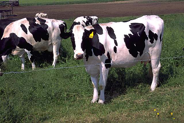 File:Holstein cows large.jpg
