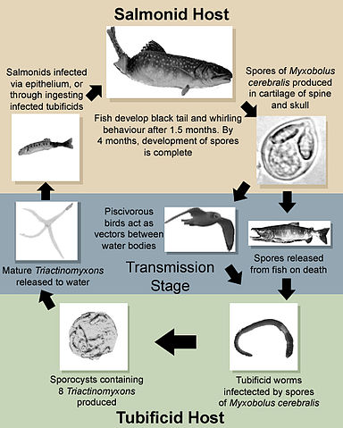 File:LifeCycle(Myxobolus cerebralis).jpg