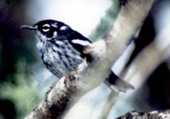 File:Elfin-woods Warbler.JPG