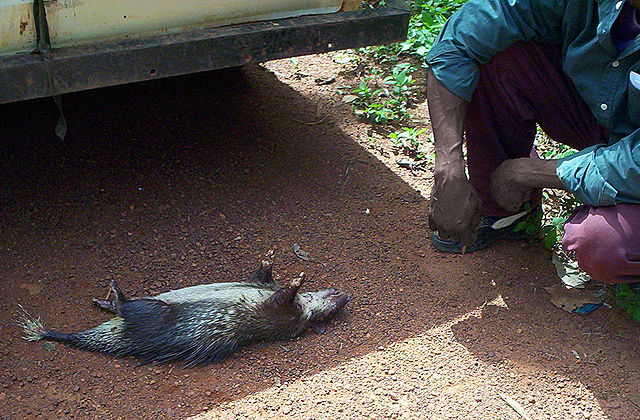 File:Porcupine bushmeat in Cameroon.jpg