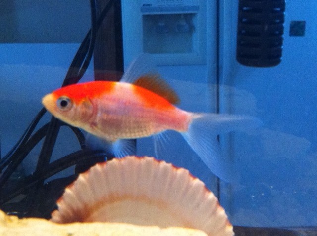 File:Sarasa comet goldfish.jpg
