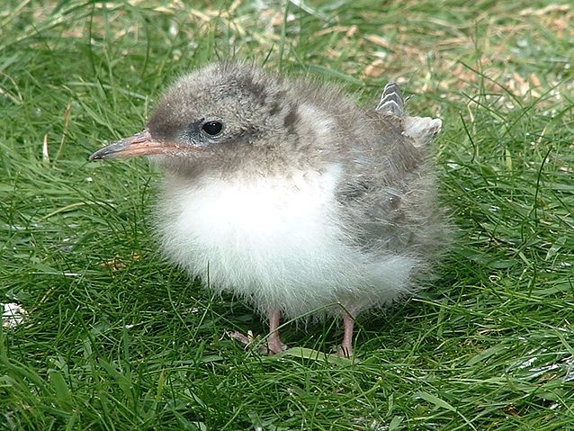 File:Arctic tern (Sterna paradisaea) chick.jpg