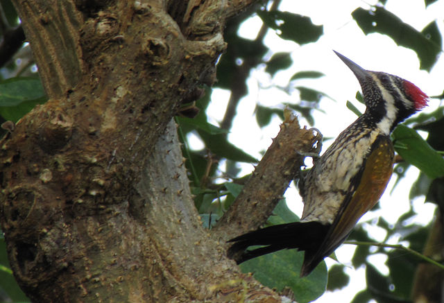 File:Dinopium benghalense.jpg