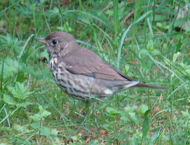 File:Song Thrush-Mindaugas Urbonas-2c.jpg