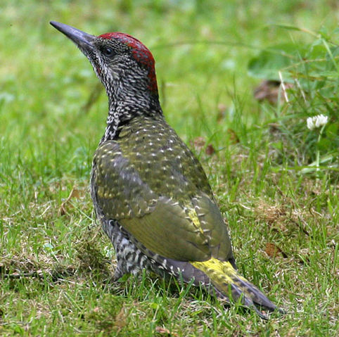 File:Picus viridis juv(ThKraft).jpg
