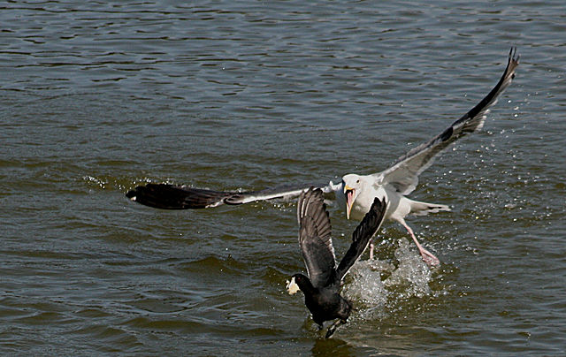 File:Gull attacking coot.jpg