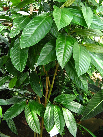 File:Piper longum plant.jpg