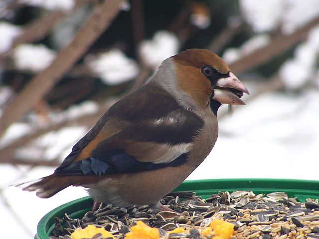 File:Grubodziob c coccothraustes2.jpg