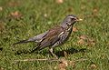 Fieldfare aka Turdus pilaris.jpg