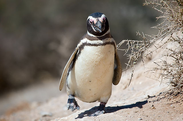 File:Magellanic penguin, Valdes Peninsula, e.jpg