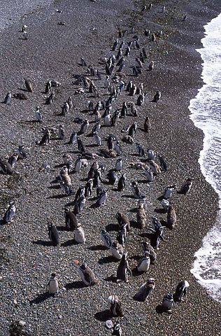 File:Magellanic Penguin (Spheniscus magellanicus) -Patagonia -coast2.jpg