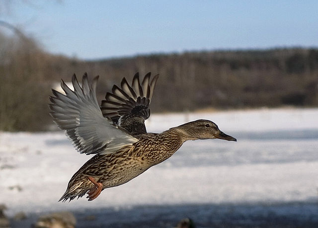 File:Flying mallard duck - female.jpg