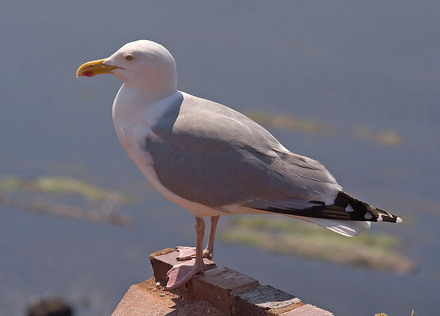 File:Larus argentatus01.jpg