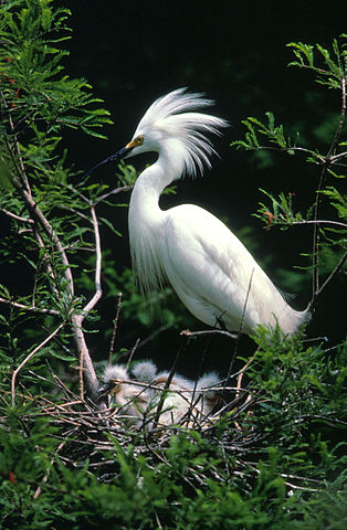 File:Egretta thula1.jpg