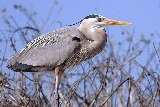 File:Great blue heron02 - natures pics.jpg