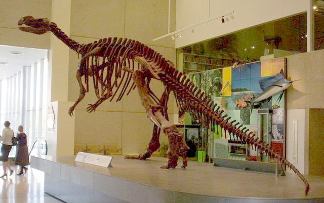 File:Muttaburrasaurus-Dinosaur-skeleton.jpg