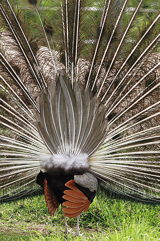 File:Peacock rear - melbourne zoo.jpg