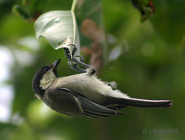 File:Great Tit- Kolkata- upside down I3 IMG 5893.jpg