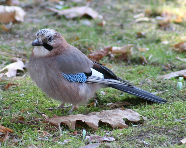 File:Garrulus glandarius -Eurasian Jay on lawn.jpg