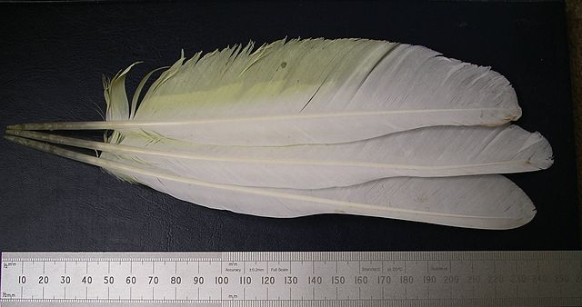 File:Upper side umbrella cockatoo wing.JPG