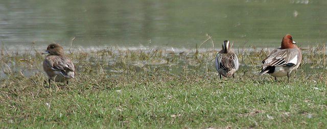 File:Eurasian Wigeon (Anas penelope)- Male & Female with Gargany at Sultanpur I Picture 1056.jpg