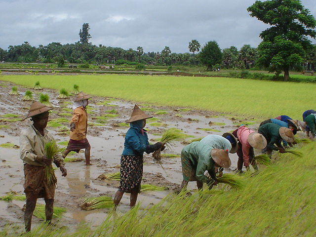 File:Rijstvelden Myanmar 2006.jpg