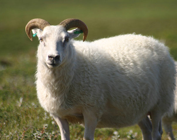 File:Icelandic sheep summer 06.jpg