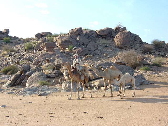 File:Sudan camels.jpg