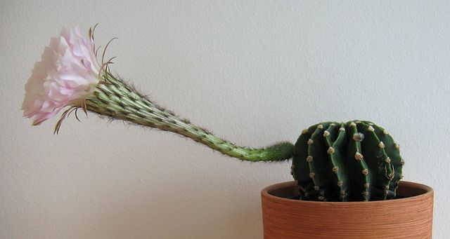 File:Echinopsis - Blüte von der Seite.jpg