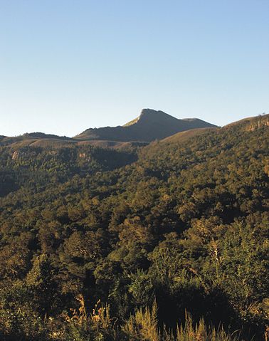 File:Amathole mountains, indigenous forest.jpg