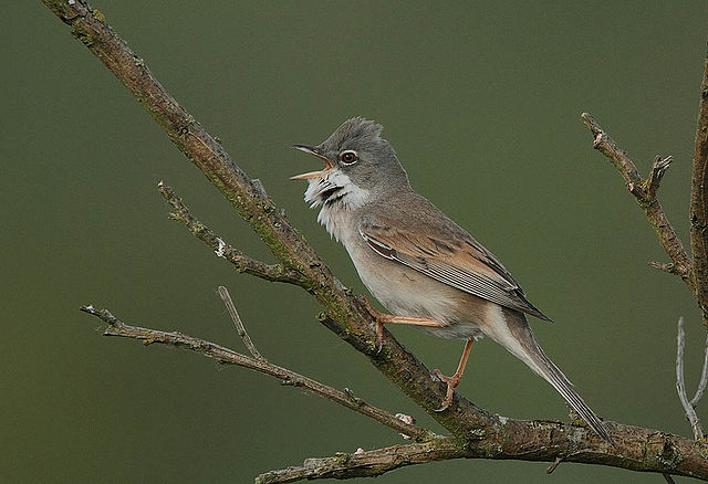 File:Flickr - Rainbirder - Common Whitethroat (Sylvia communis).jpg