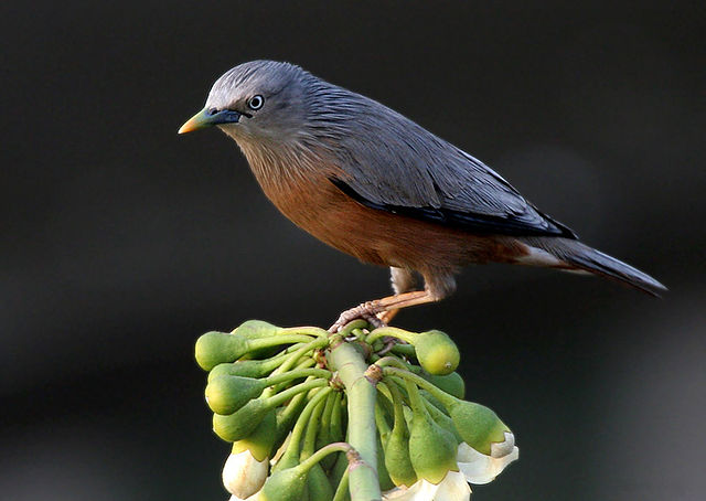 File:Chestnut-tailed Starling I IMG 2508.jpg
