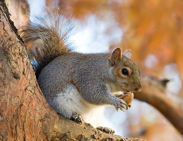 File:Eastern Grey Squirrel in St James's Park, London - Nov 2006 edit.jpg