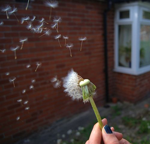 File:Dandelion seed dispersal.jpg