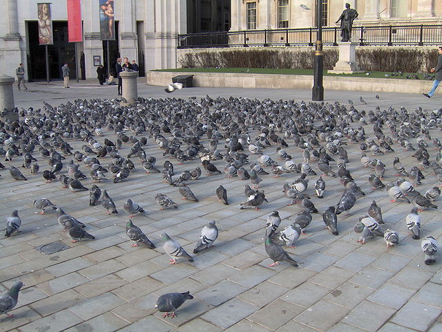 File:PigeonsVermin.jpg