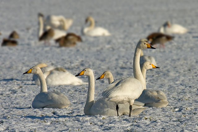 File:Whooper-swan.jpg