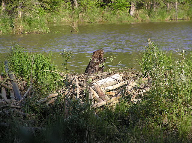 File:AmericanBeaver.JPG