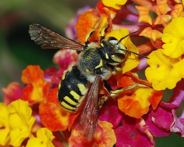 File:Anthidium February 2008-1.jpg