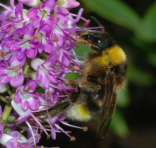 File:Bumblebee January 2008-4.jpg